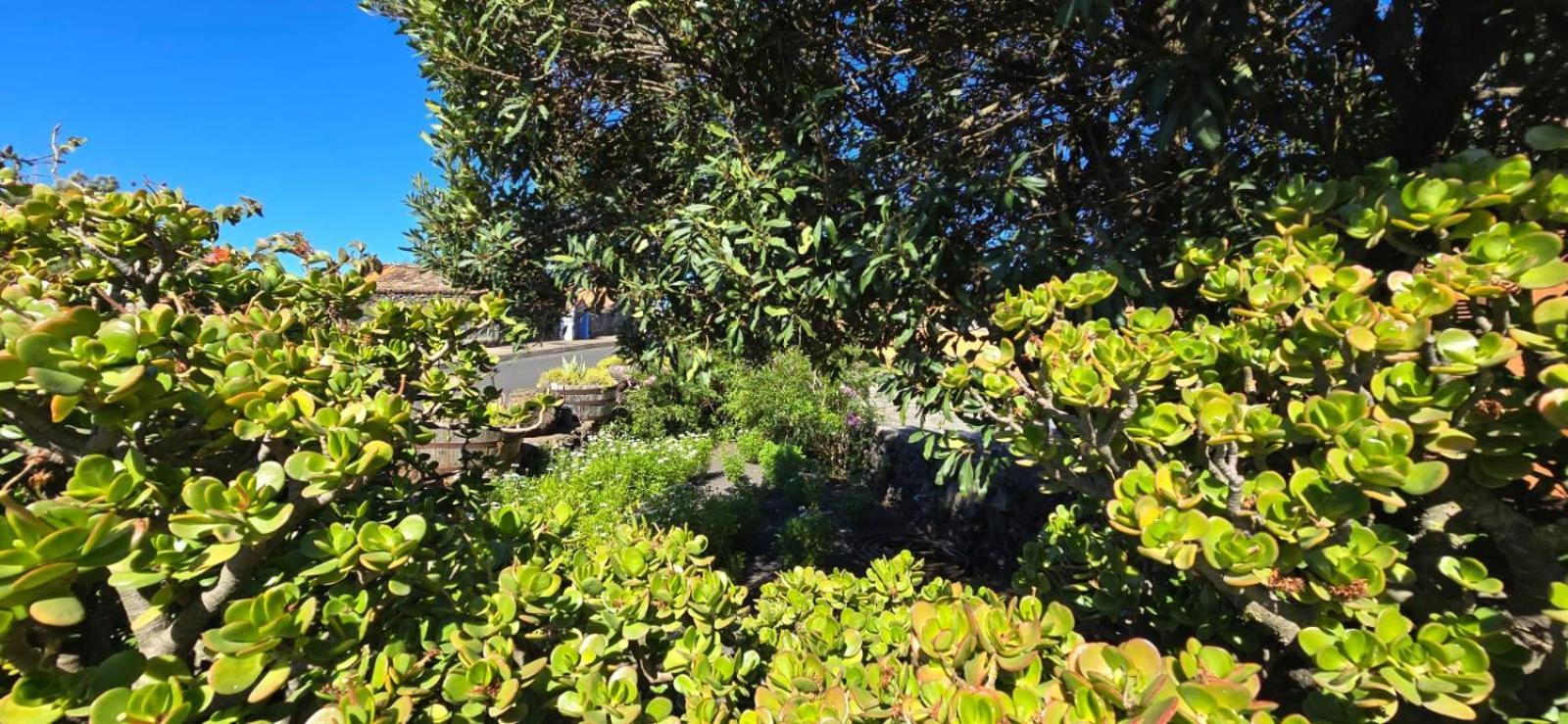 Vivienda Vacacional El Lagar, Bodega A Fuencaliente de la Palma Extérieur photo